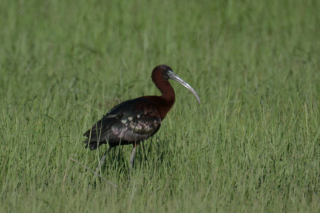 Ibis, Glossy, 2014-05173384 Jake's Landing, NJ.JPG - Glossy Ibis. Jake's Landing, NJ, 5-17-2014